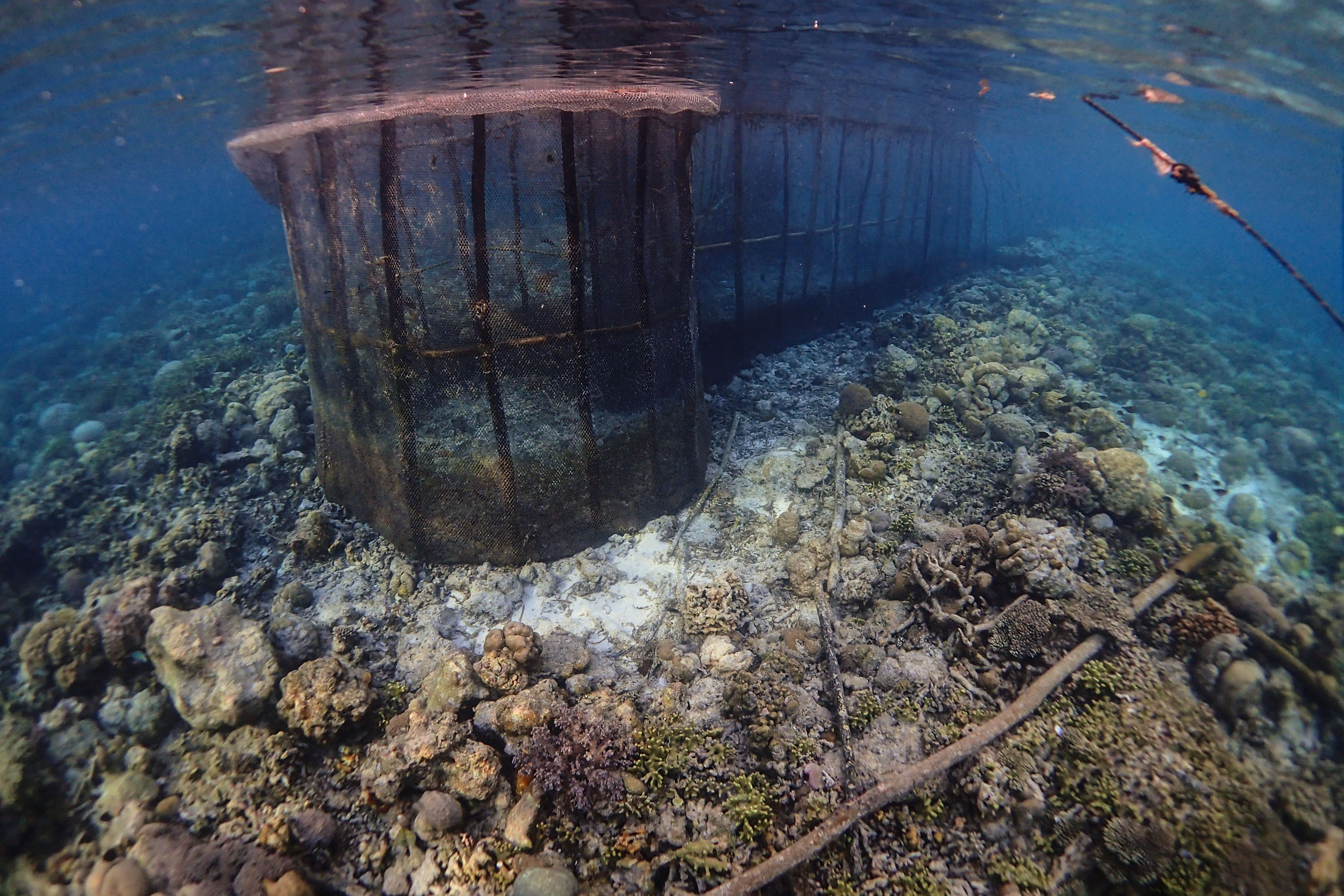 A large fish fence used in Indonesia
